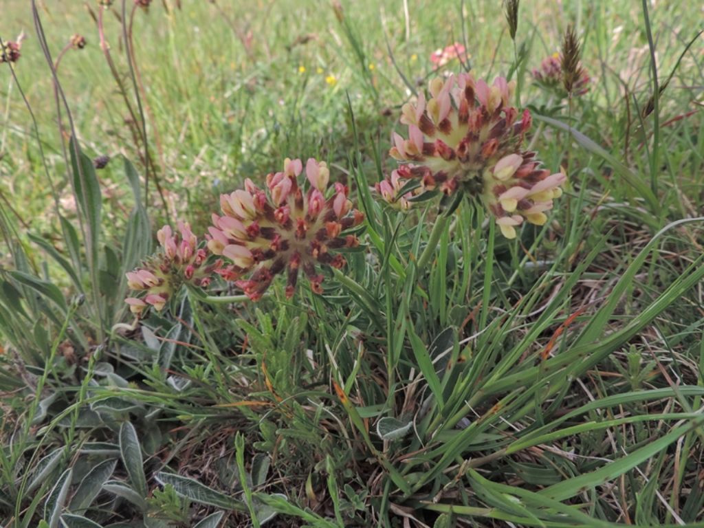 Anthyllis vulneraria